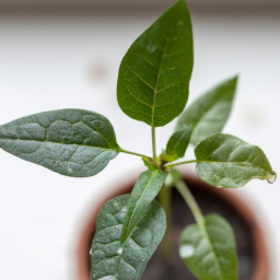 Nurturing Tiny Cuttings: Success with Leaf Propagation