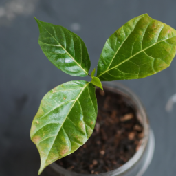 Nurturing Tiny Cuttings: Success with Leaf Propagation