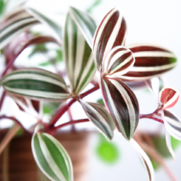 Plants that Boost Productivity in Home Offices