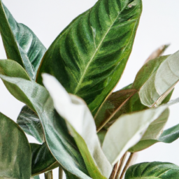Plants that Boost Productivity in Home Offices