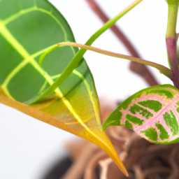 Propagation by Leaf Cuttings: Unlocking New Plant Possibilities