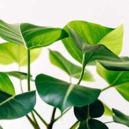 Refreshing Your Home: Indoor Plant Benefits for Allergies