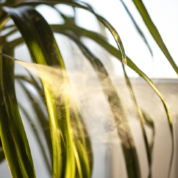 Should Indoor Plants Be Misted