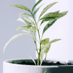 Should Indoor Plants Be Put Outside