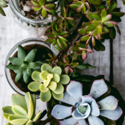 Succulent Container Combinations: Pairing Plants for Aesthetic Appeal
