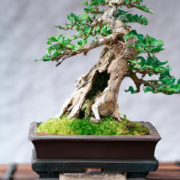 The Art of Creating a Bonsai Indoor Garden