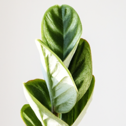 Top Air-Purifying Plants for Low Light Environments