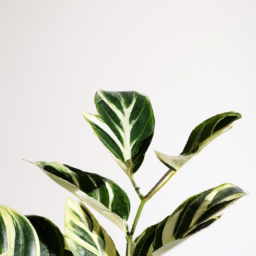 Top Air-Purifying Plants for Low Light Environments