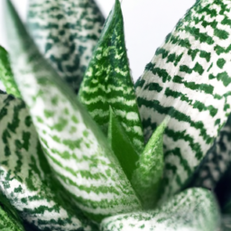 Top Air-Purifying Plants for Low Light Environments