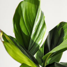 Top Air-Purifying Plants for Low Light Environments