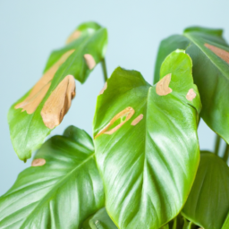 Troubleshooting Guide for Common Indoor Plant Symptoms: A Quick Reference