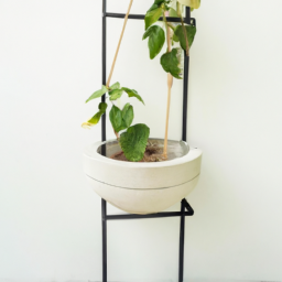 Unique Planters for Indoor Gardens: From Repurposed to Modern Designs