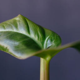 What Indoor Plants Don’t Need Sunlight