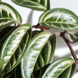 Are Indoor Plants Good