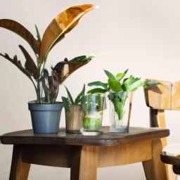 Can I Bring Indoor Plants Outside