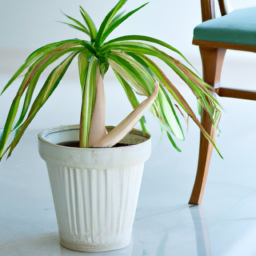 Carbon Footprint Reduction: How Indoor Plants Contribute to Sustainability
