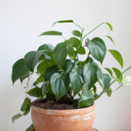 Easy plant to grow inside