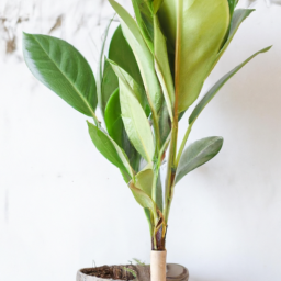 Easy plant to take care of