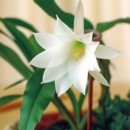 Flowering house plants