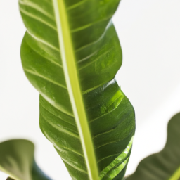 Foliage indoor plant