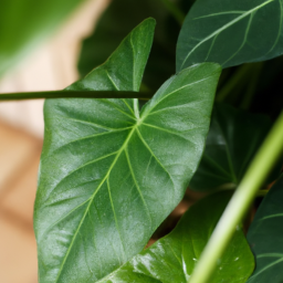 Foliage indoor plant