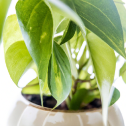 Good Office Plants Create A Vibrant Office Space With These Top   Good Office Plants 