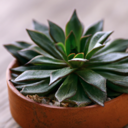 Grow light for succulents