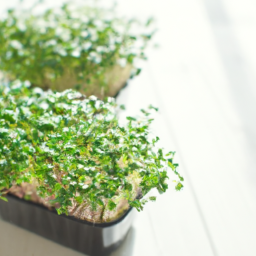 Growing Edible Microgreens Indoors: A Sustainable Source of Fresh Greens