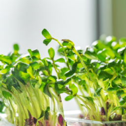 Growing Edible Microgreens Indoors: A Sustainable Source of Fresh Greens