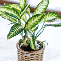House indoor plant