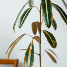 House plant tree