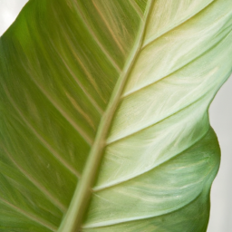 House plants large leaves