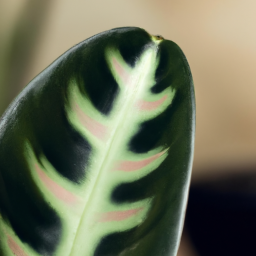 House plants tropical