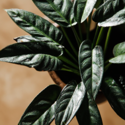 Indoor Plants Canterbury