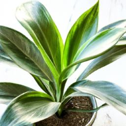 Indoor Plants Canterbury