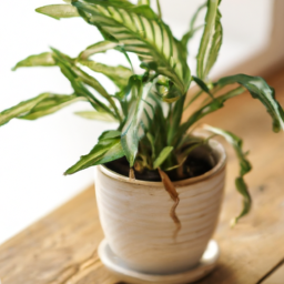 Indoor Plants Easy to Keep Alive