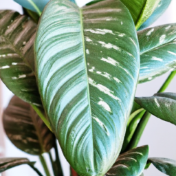 Indoor Plants Good for Air