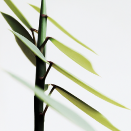 Indoor Plants Minimal Light