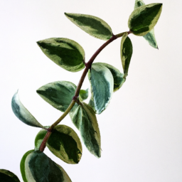 Indoor Plants Minimal Light