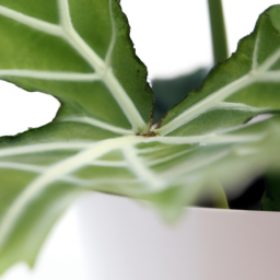 Indoor Plants Purify Air
