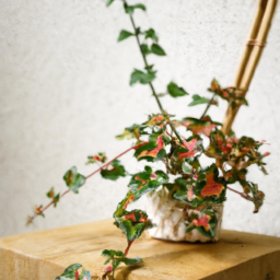 Indoor Plants Unique