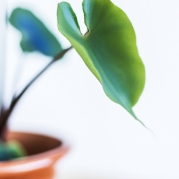 Indoor Plants Without Sunlight