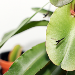 Indoor Plants and Gnats
