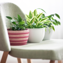 Indoor Plants And Mental Health? – Discover the Mental Health Benefits ...