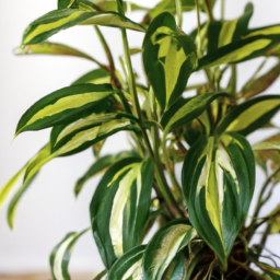 Indoor Plants and Their Benefits