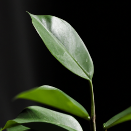 Indoor Plants for Low Light