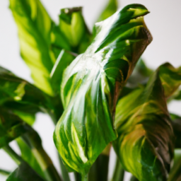 Indoor Plants for Low Light