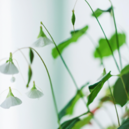 Indoor Plants with White Flowers