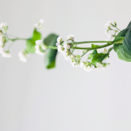 Indoor Plants with White Flowers