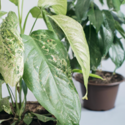 Overwintering Tropical Plants: Preparing for Cold Months
